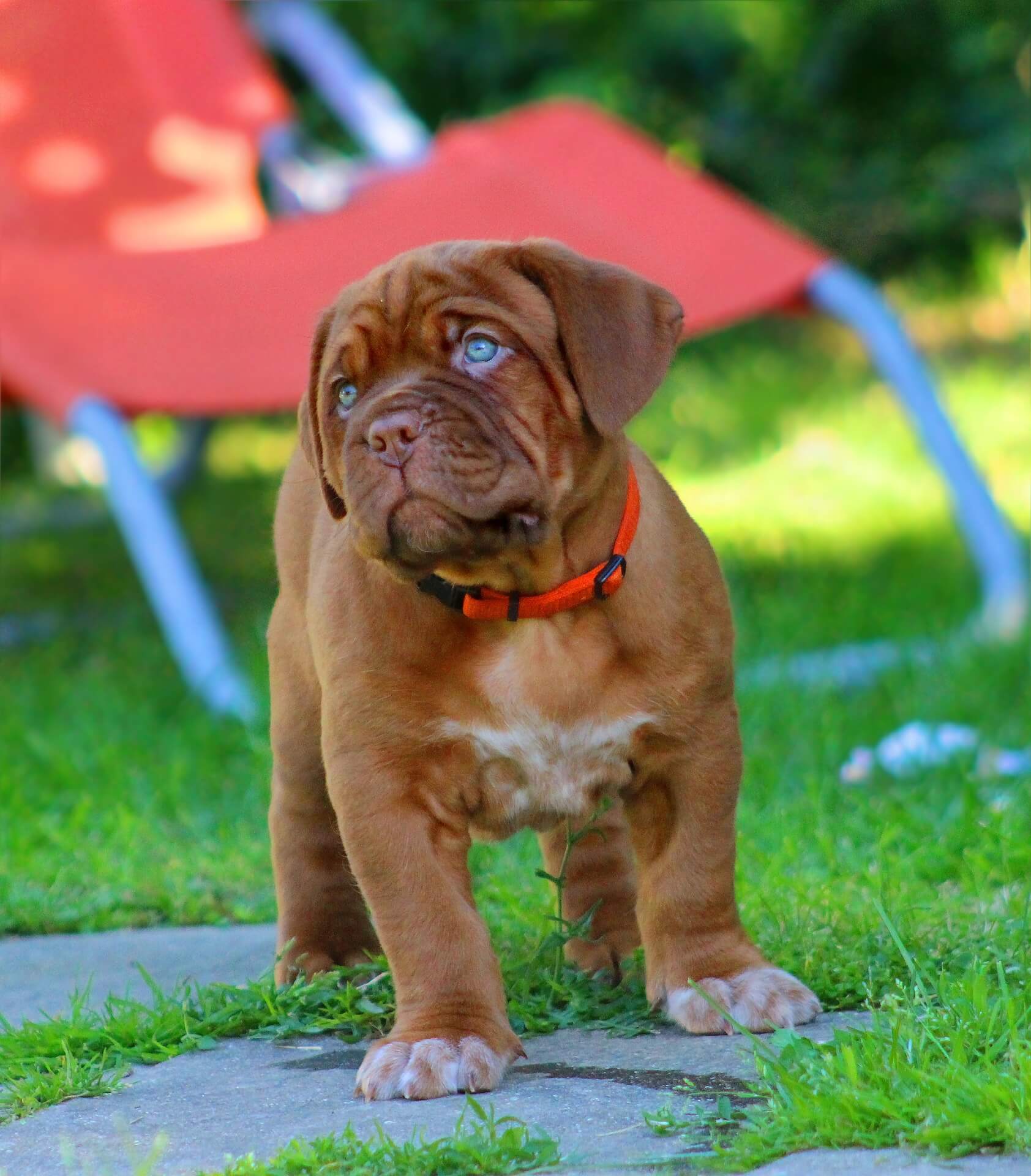 dogue de bordeaux puppy