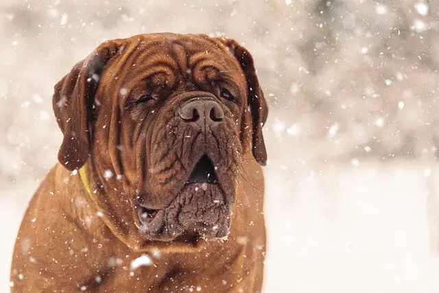 french-mastiff