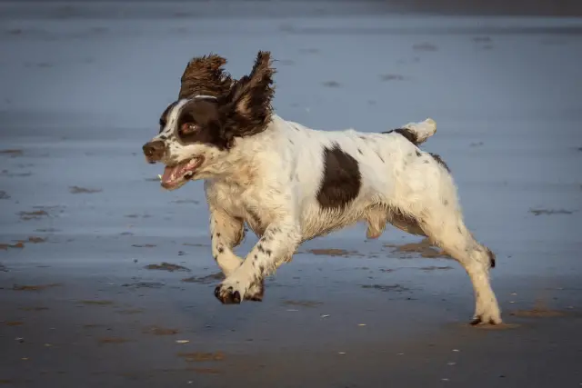 French Spaniel