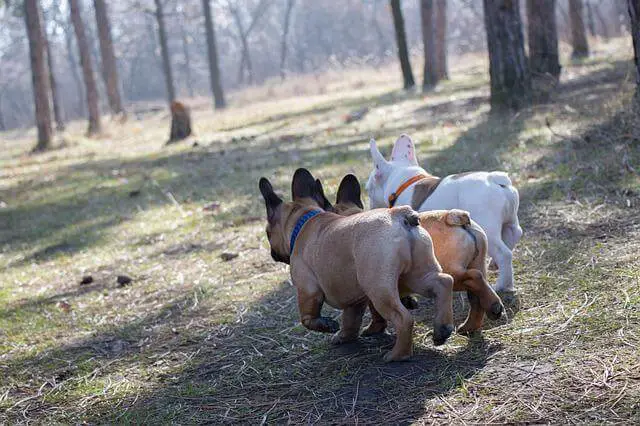 frenchie butts