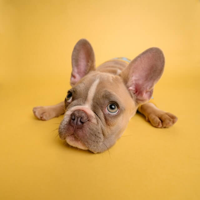 frenchie laying