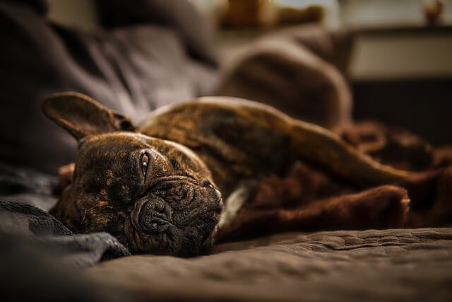 frenchie sleeping