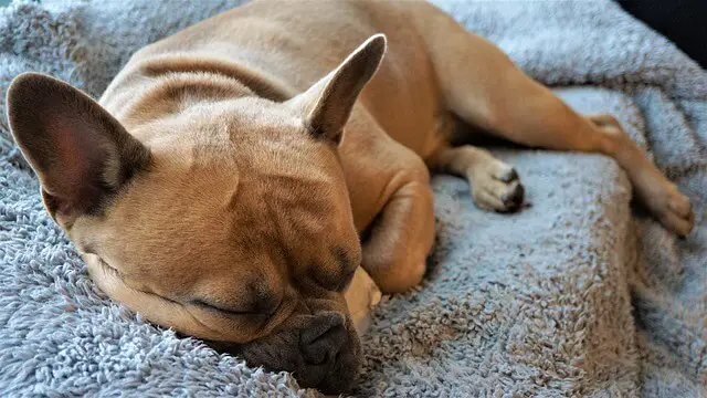 frenchie sleeping