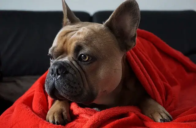 frenchie under a blanket