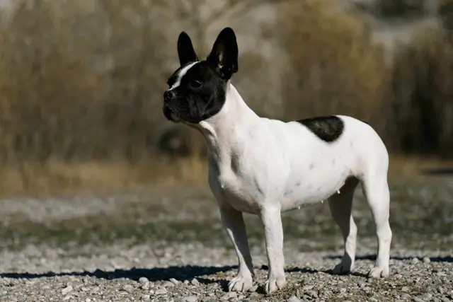 frenchton dog