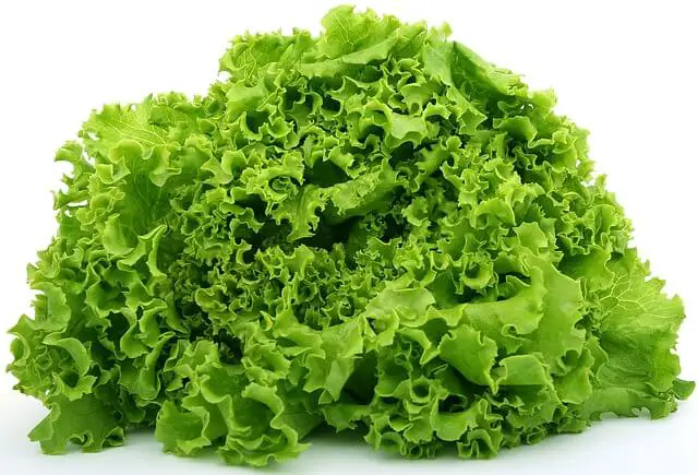 fresh lettuce