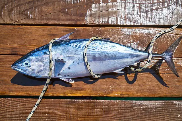 fresh tuna catch