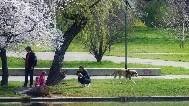 parco pieno per cani