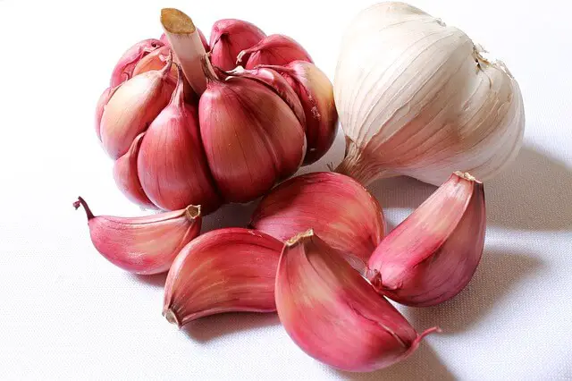 garlic clove