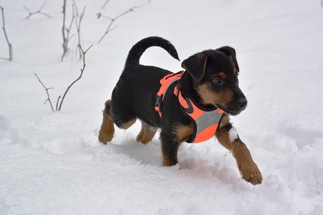 german hunt terrier