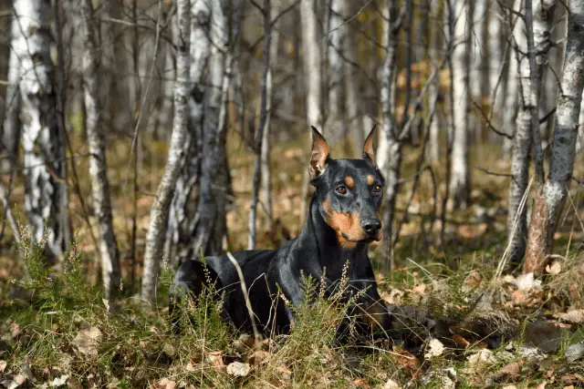 German Pinscher