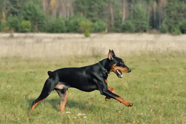 German Pinscher