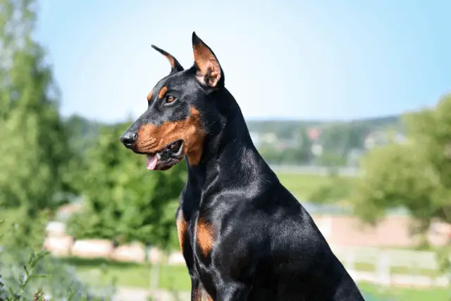 German Pinscher