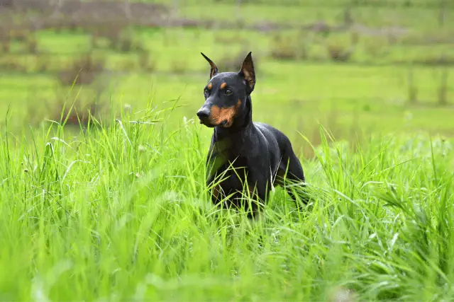 German Pinscher