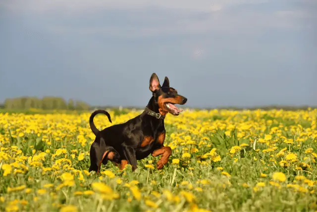 German Pinscher