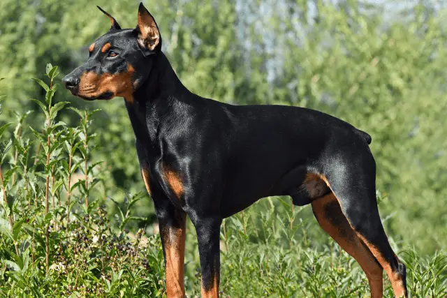 German Pinscher