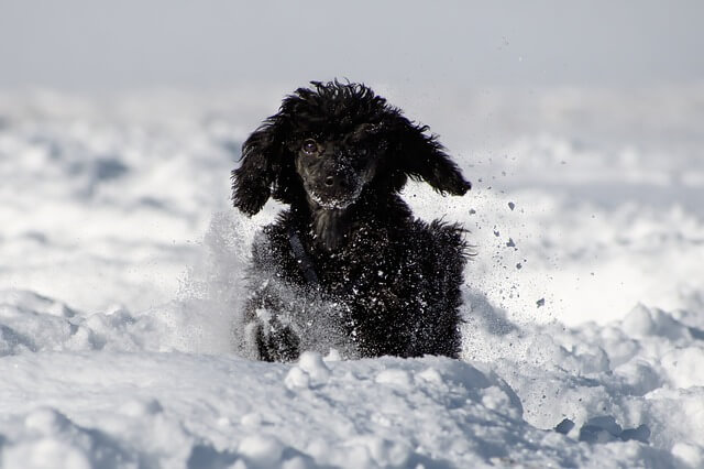 german poodle