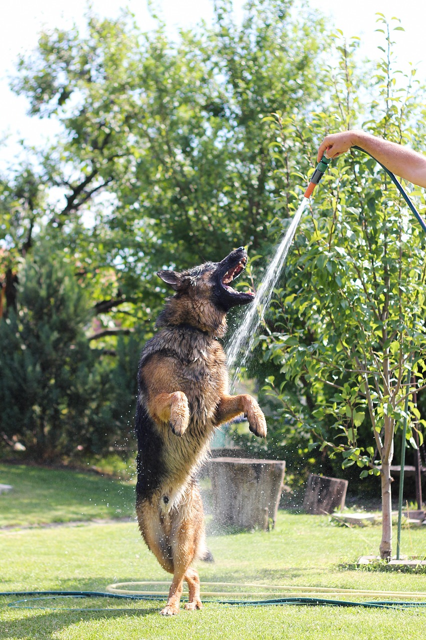 german shepehrd bath