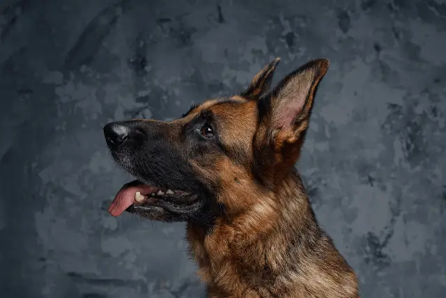 german shepehrd looking