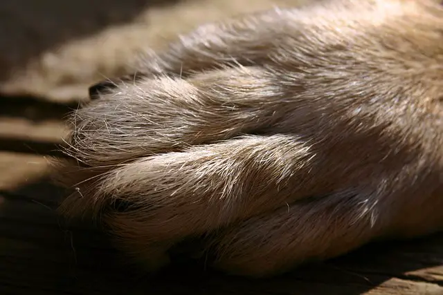 german shepehrd paw