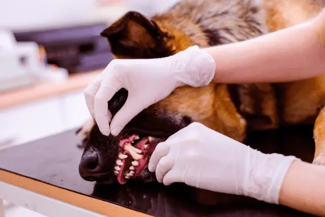 german shepehrd teeth cleaning