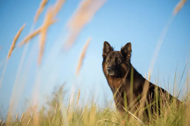 German Shepherd