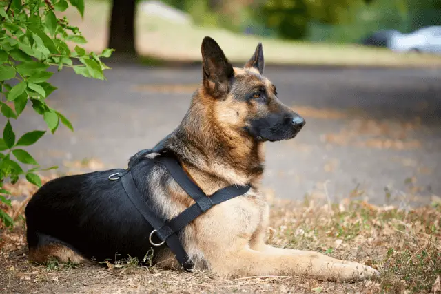 German Shepherd