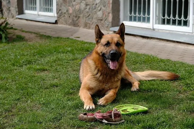 german-shepherd