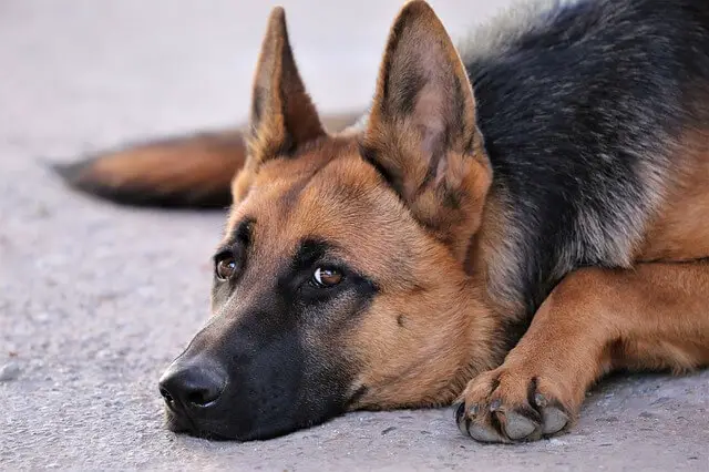 german shepherd