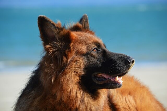 german shepherd