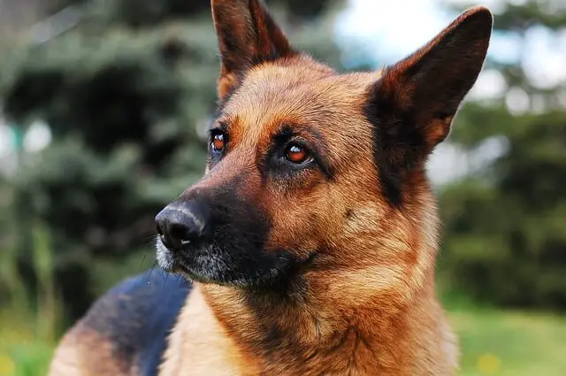 german shepherd