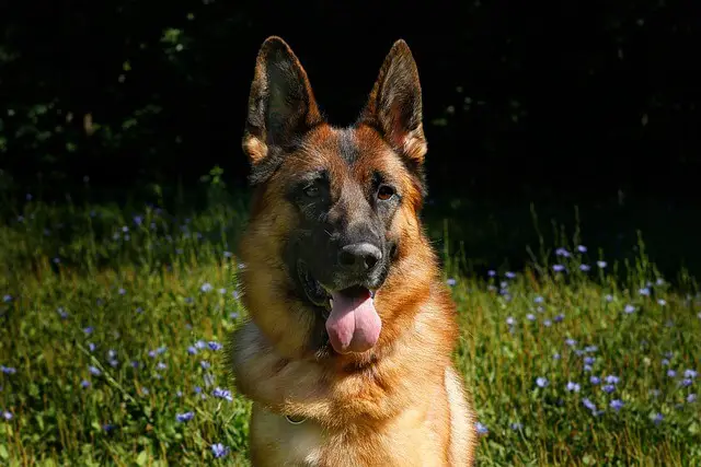 german shepherd