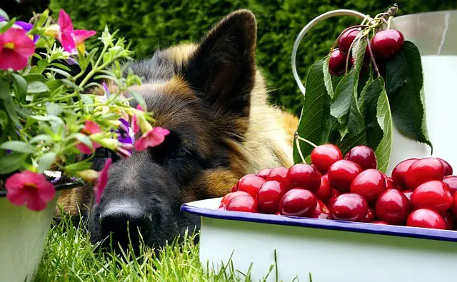 german shepherd and cherries