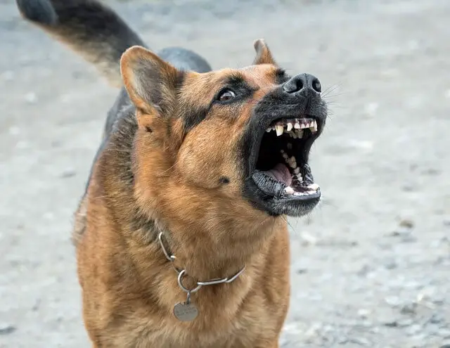 german-shepherd barking