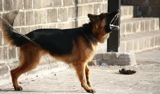 german-shepherd barking