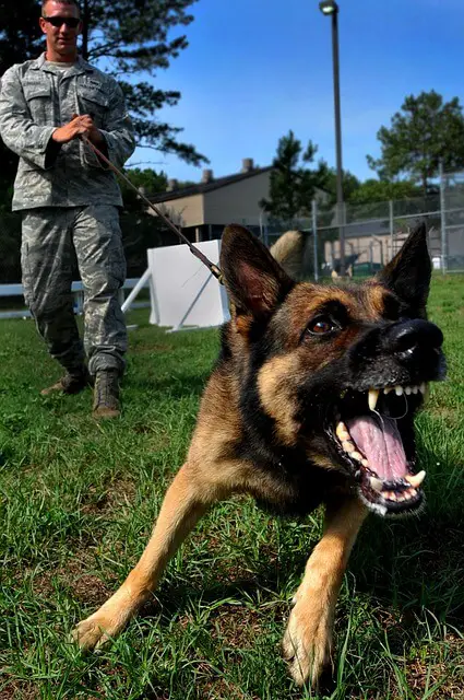 german-shepherd barking