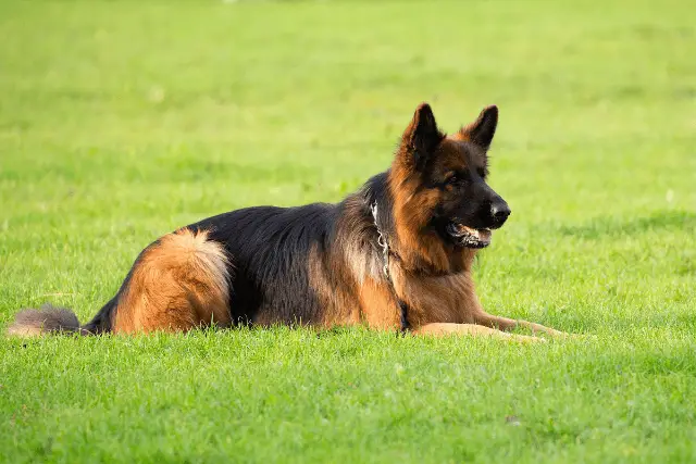 German Shepherd