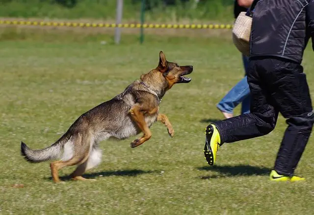 german-shepherd-dog-apperhension