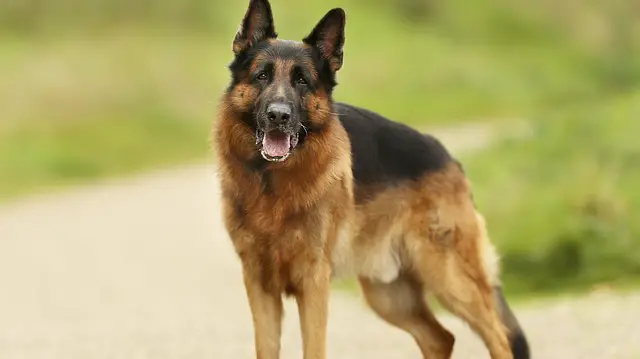 german-shepherd-dog front
