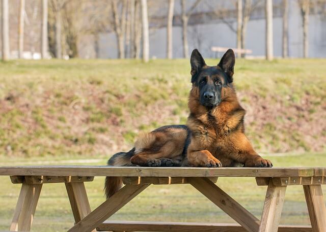 german shepherd dog outside