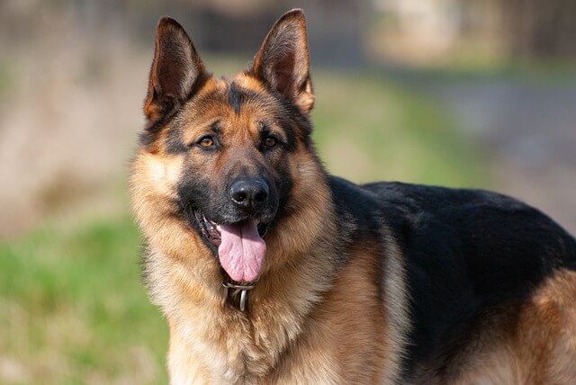 german-shepherd-dog