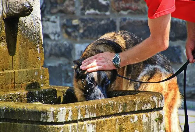 german shepherd drinking water