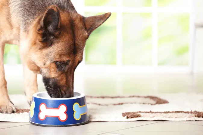 german shepherd eating food