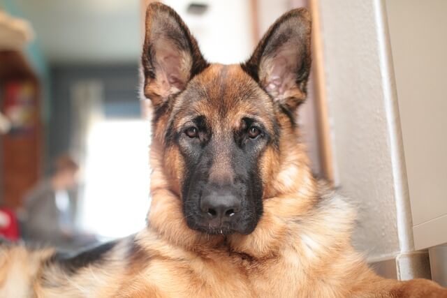 german shepherd front