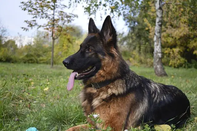 german shepherd in park