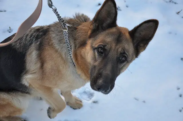 german shepherd in training