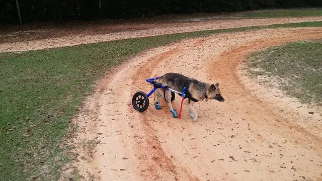 german shepherd in wheelchair