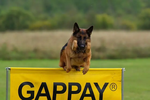 german-shepherd jumping with dumbbell