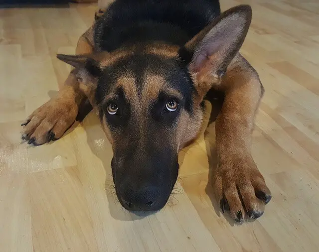 german shepherd laying on the floor