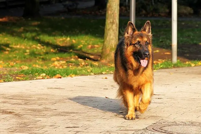 german shepherd